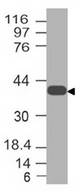 KLF8 Antibody - Fig-1: Western blot analysis of KLF8. Anti-KLF8 antibody was used at 0.1 µg/ml on HepG2 lysate.