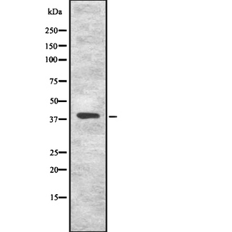 KLF8 Antibody - Western blot analysis of KLF8 using COS7 whole cells lysates