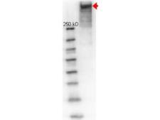 KLH Antibody - Western Blot of Rabbit anti-KLH (Keyhole Limpet Hemocyanine) antibody. Lane 1: molecular weight. Lane 2: reduced KLH. Load: 1 µg. Primary antibody: KLH antibody at 1:1000 for overnight at 4°C. Secondary antibody: HRP Goat-anti Rabbit secondary antibody at 1:40,000 for 45 min at RT.