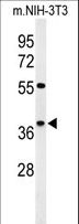 KLHDC2 / LCP Antibody - Western blot of KLDC2 Antibody in mouse NIH-3T3 cell line lysates (35 ug/lane). KLDC2 (arrow) was detected using the purified antibody.