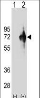 KLHDC4 Antibody - Western blot of KLHDC4 (arrow) using rabbit polyclonal KLHDC4 Antibody. 293 cell lysates (2 ug/lane) either nontransfected (Lane 1) or transiently transfected (Lane 2) with the KLHDC4 gene.