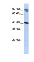 KLHDC8A Antibody - KLHDC8A antibody Western blot of HepG2 cell lysate. This image was taken for the unconjugated form of this product. Other forms have not been tested.