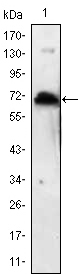 KLHL1 Antibody - Western blot using KLHL1 monoclonal antibody against human KLHL1 (AA: 202-506) recombinant protein. (Expected MW is 60.2 kDa)