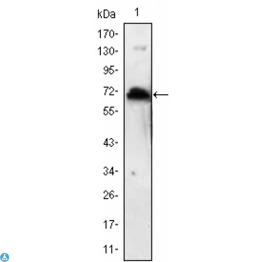 KLHL1 Antibody - Western Blot (WB) analysis using KLHL1 Monoclonal Antibody antiobdy against KLHL1 recombinant protein.