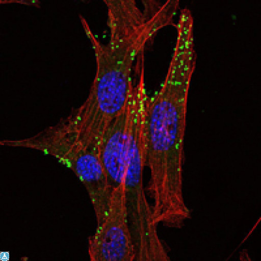 KLHL1 Antibody - Immunofluorescence (IF) analysis of NIH/3T3 cells using KLHL1 Monoclonal Antibody (green). Red: Actin filaments have been labeled with Alexa Fluor-555 phalloidin.