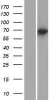 KLHL10 Protein - Western validation with an anti-DDK antibody * L: Control HEK293 lysate R: Over-expression lysate