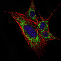 KLHL11 Antibody - Immunofluorescence of 3T3-L1 cells using KLHL11 mouse monoclonal antibody (green). Blue: DRAQ5 fluorescent DNA dye. Red: Actin filaments have been labeled with Alexa Fluor-555 phalloidin.