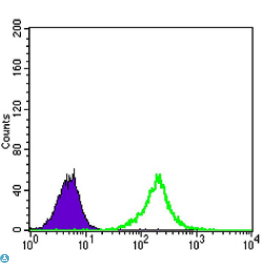 KLHL11 Antibody - Flow cytometric (FCM) analysis of K562 cells using KLHL11 Monoclonal Antibody (green) and negative control (purple).