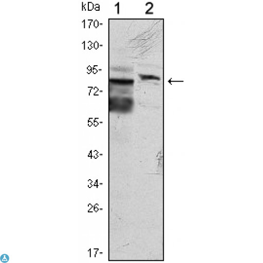 KLHL11 Antibody - Western Blot (WB) analysis using KLHL11 Monoclonal Antibody against HeLa (1) and MCF-7 (2) cell lysate.