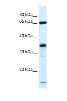 KLHL12 Antibody - KLHL12 antibody Western blot of Rat Brain lysate. Antibody concentration 1 ug/ml.  This image was taken for the unconjugated form of this product. Other forms have not been tested.