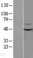 KLHL12 Protein - Western validation with an anti-DDK antibody * L: Control HEK293 lysate R: Over-expression lysate