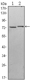 KLHL13 Antibody - Western blot using KLHL13 mouse monoclonal antibody against HeLa (1) and MCF-7 (2) cell lysate.
