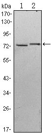 KLHL13 Antibody - KLHL13 Antibody in Western Blot (WB)
