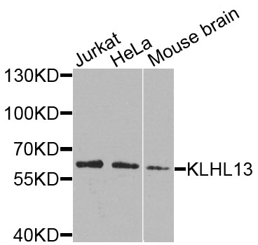 KLHL13 Antibody - Western blot analysis of extracts of various cells.