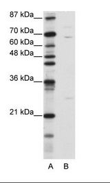 KLHL13 Antibody - A: Marker, B: Jurkat Cell Lysate.  This image was taken for the unconjugated form of this product. Other forms have not been tested.