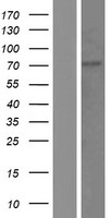 KLHL13 Protein - Western validation with an anti-DDK antibody * L: Control HEK293 lysate R: Over-expression lysate