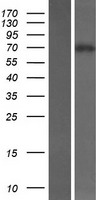 KLHL14 Protein - Western validation with an anti-DDK antibody * L: Control HEK293 lysate R: Over-expression lysate