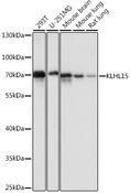 KLHL15 Antibody - Western blot analysis of extracts of various cell lines using KLHL15 Polyclonal Antibody at dilution of 1:1000.