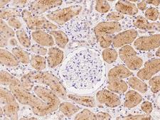 KLHL17 Antibody - Immunochemical staining of human KLHL17 in human kidney with rabbit polyclonal antibody at 1:1000 dilution, formalin-fixed paraffin embedded sections.