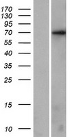 KLHL17 Protein - Western validation with an anti-DDK antibody * L: Control HEK293 lysate R: Over-expression lysate
