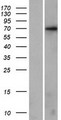 KLHL17 Protein - Western validation with an anti-DDK antibody * L: Control HEK293 lysate R: Over-expression lysate