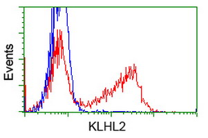 KLHL2 / MAV Antibody - HEK293T cells transfected with either overexpress plasmid (Red) or empty vector control plasmid (Blue) were immunostained by anti-KLHL2 antibody, and then analyzed by flow cytometry.