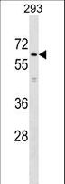 KLHL2 / MAV Antibody - KLHL2 Antibody western blot of 293 cell line lysates (35 ug/lane). The KLHL2 antibody detected the KLHL2 protein (arrow).