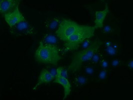 KLHL2 / MAV Antibody - Anti-KLHL2 mouse monoclonal antibody  immunofluorescent staining of COS7 cells transiently transfected by pCMV6-ENTRY KLHL2.