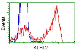 KLHL2 / MAV Antibody - HEK293T cells transfected with either overexpress plasmid (Red) or empty vector control plasmid (Blue) were immunostained by anti-KLHL2 antibody, and then analyzed by flow cytometry.