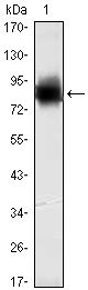 KLHL21 Antibody - Western blot using KLHL21 monoclonal antibody against human KLHL21 (AA: 250-597) recombinant protein. (Expected MW is 64.4 kDa)