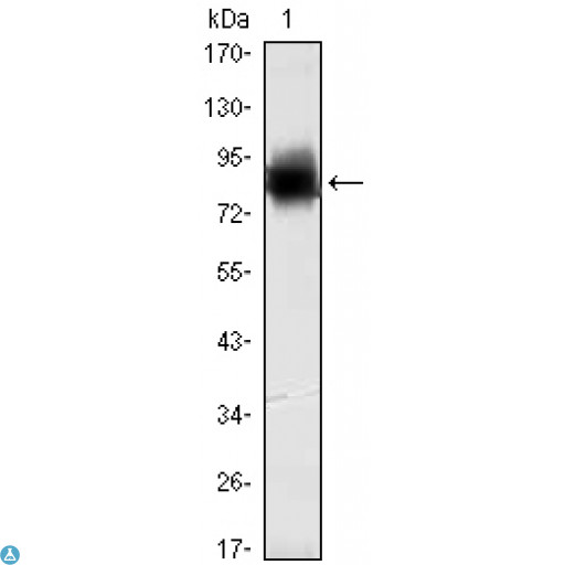 KLHL21 Antibody - Western Blot (WB) analysis using KLHL21 Monoclonal Antibody against recombinant KLHL21 protein (1).