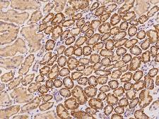 KLHL24 Antibody - Immunochemical staining of human KLHL24 in human kidney with rabbit polyclonal antibody at 1:100 dilution, formalin-fixed paraffin embedded sections.