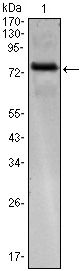 KLHL25 Antibody - ENC-2 Antibody in Western Blot (WB)