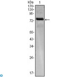 KLHL25 Antibody - Western Blot (WB) analysis using KLHL25 Monoclonal Antibody against KLHL25-hIgGFc transfected HEK293 cell.