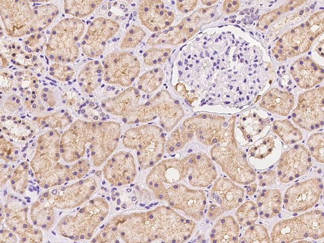 KLHL25 Antibody - Immunochemical staining of human KLHL25 in human kidney with rabbit polyclonal antibody at 1:500 dilution, formalin-fixed paraffin embedded sections.