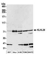 KLHL26 Antibody - Detection of human and mouse KLHL26 by western blot. Samples: Whole cell lysate (50 µg) from HEK293T, HeLa, K-562, mouse TCMK-1, and mouse NIH 3T3 cells prepared using NETN lysis buffer. Antibody: Affinity purified rabbit anti-KLHL26 antibody used for WB at 1:1000. Detection: Chemiluminescence with an exposure time of 3 minutes.
