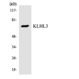 KLHL3 Antibody - Western blot analysis of the lysates from COLO205 cells using KLHL3 antibody.