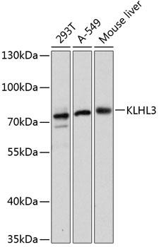 KLHL3 Antibody - Western blot analysis of extracts of various cell lines using KLHL3 Polyclonal Antibody at dilution of 1:3000.