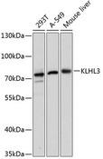 KLHL3 Antibody - Western blot analysis of extracts of various cell lines using KLHL3 Polyclonal Antibody at dilution of 1:3000.