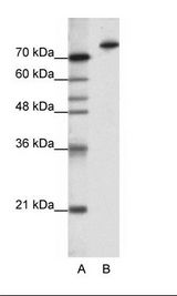 KLHL3 Antibody - A: Marker, B: HepG2 Cell Lysate.  This image was taken for the unconjugated form of this product. Other forms have not been tested.