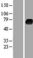KLHL3 Protein - Western validation with an anti-DDK antibody * L: Control HEK293 lysate R: Over-expression lysate