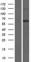 KLHL30 Protein - Western validation with an anti-DDK antibody * L: Control HEK293 lysate R: Over-expression lysate