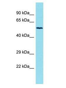 KLHL33 Antibody - KLHL33 antibody Western Blot of HepG2. Antibody dilution: 1 ug/ml.  This image was taken for the unconjugated form of this product. Other forms have not been tested.