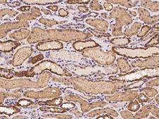 KLHL34 Antibody - Immunochemical staining of human KLHL34 in human kidney with rabbit polyclonal antibody at 1:100 dilution, formalin-fixed paraffin embedded sections.