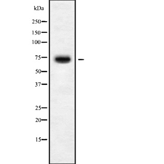 KLHL36 Antibody - Western blot analysis of C16orf44 using HuvEc whole cells lysates