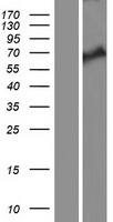 KLHL38 Protein - Western validation with an anti-DDK antibody * L: Control HEK293 lysate R: Over-expression lysate