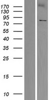 KLHL4 Protein - Western validation with an anti-DDK antibody * L: Control HEK293 lysate R: Over-expression lysate