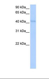KLHL42 / KLHDC5 Antibody - HepG2 cell lysate. Antibody concentration: 0.5 ug/ml. Gel concentration: 12%.  This image was taken for the unconjugated form of this product. Other forms have not been tested.