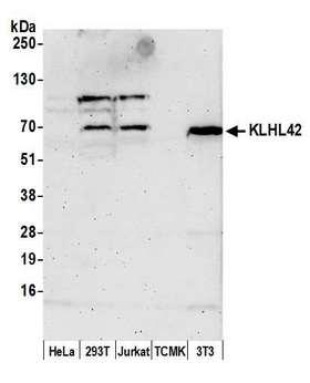KLHL42 / KLHDC5 Antibody - Detection of human and mouse KLHL42 by western blot. Samples: Whole cell lysate (50 µg) from HeLa, HEK293T, Jurkat, mouse TCMK-1, and mouse NIH 3T3 cells prepared using NETN lysis buffer. Antibody: Affinity purified rabbit anti-KLHL42 antibody used for WB at 1:1000. Detection: Chemiluminescence with an exposure time of 3 minutes.