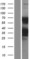 KLHL5 Protein - Western validation with an anti-DDK antibody * L: Control HEK293 lysate R: Over-expression lysate